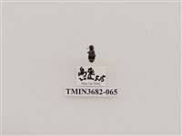 藏品(鞘翅目(2))的圖片